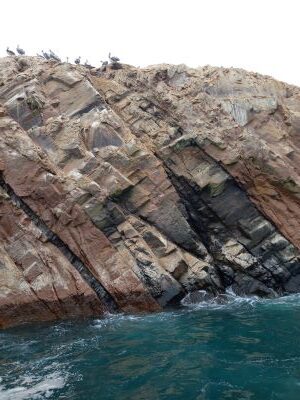 Foto de aves posadas en una roca grande en la Isla Blanca, en Paracas.