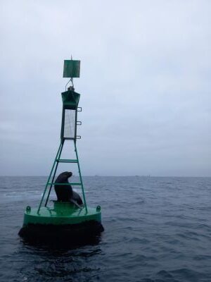 Foto de lobo marino descansando en una boya en el mar, en la Reserva Nacional de Paracas.