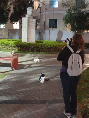 Foto mía echando fotos a los gatos del Parque Kennedy, en Lima, Perú.