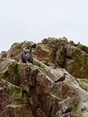 Foto de aves posadas en la Isla Blanca, en Paracas.
