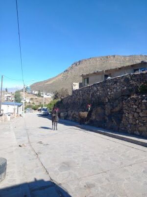 Foto de dos alpacas negras en mitad de la calle en el pueblo de Chivay.