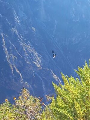 Un cóndor sobrevuela el cañón del Colca