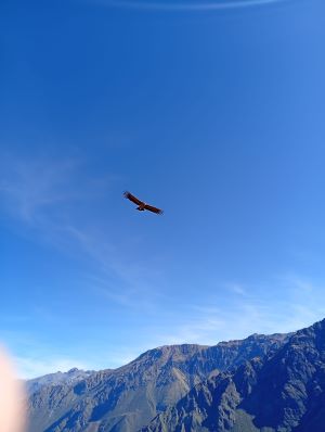 Excursión al Cañón del Colca Barata
